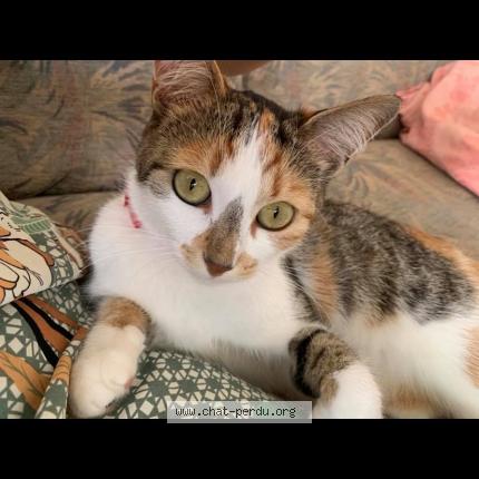 Photo 1/1 Duchesse Chat lost in Saint gratien