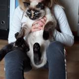 Picture of cat lost at Avanne Aveney