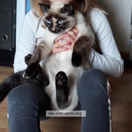 Photo 1/1 Sifaka Chat lost in Avanne aveney