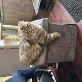 Picture of cat lost at Champniers