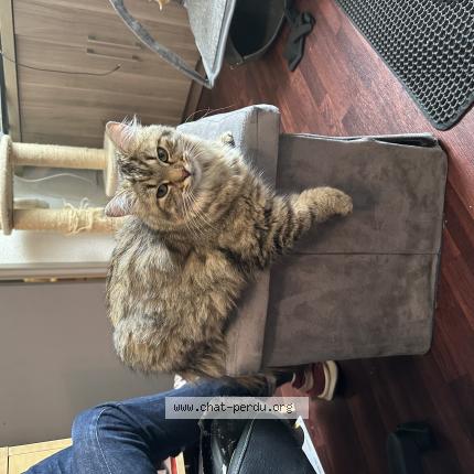 Photo 1/1 Polymnie Chat lost in Champniers