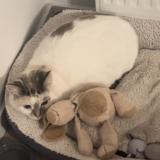 Picture of cat lost at Guethary