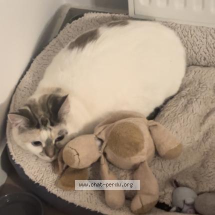 Photo 1/1 Tequila Chat lost in Guethary