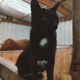 Picture of cat lost at Offekerque