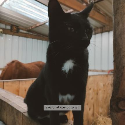 Photo 1/1 Moumy Chat lost in Offekerque