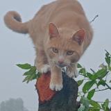 Picture of cat lost at Herzeele