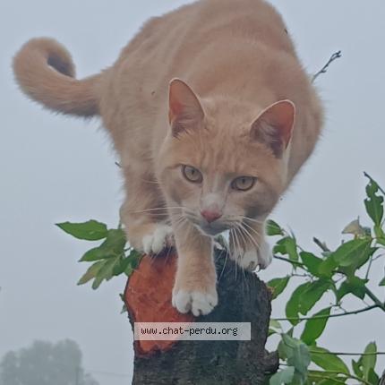 Photo 1/1 Mango Chat lost in Herzeele