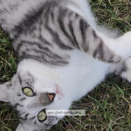 Photo 1/4 Shelby Chat lost in Saint amand montrond