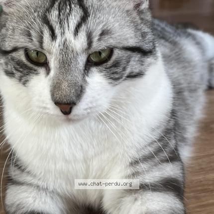 Photo 4/4 Shelby Chat lost in Saint amand montrond