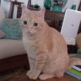 Picture of cat lost at Montegrosso Corse