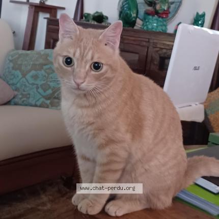 Photo 1/1 JULES Chat lost in Montegrosso corse