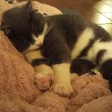 Picture of cat lost at Grealou