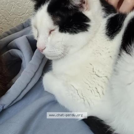 Foto einer verlorenen Katze in Peseux