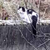 Picture of cat found at Amberieu En Bugey