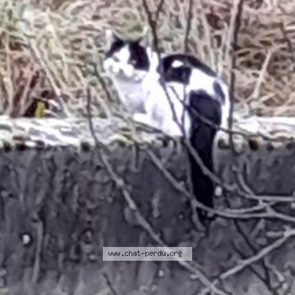 Photo 1/1 Found cat Found in Amberieu en bugey