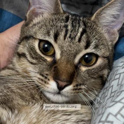 Photo 1/3 Nalla Chat lost in Echirolles