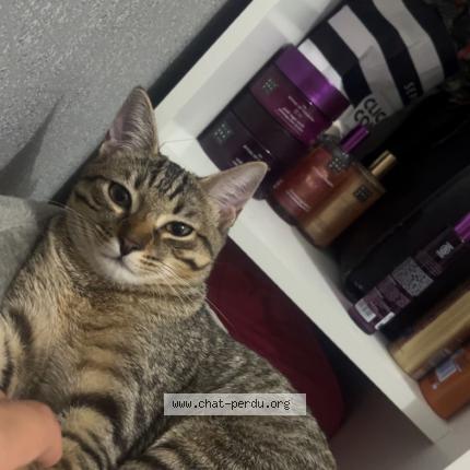 Photo 2/3 Nalla Chat lost in Echirolles