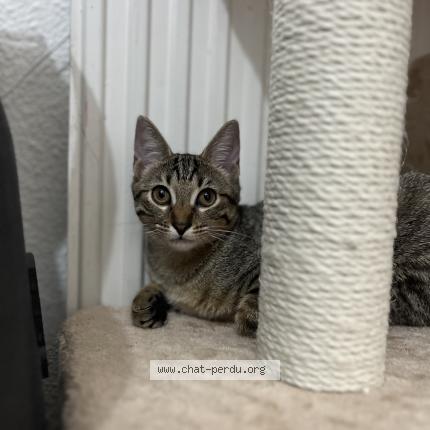 Photo 3/3 Nalla Chat lost in Echirolles