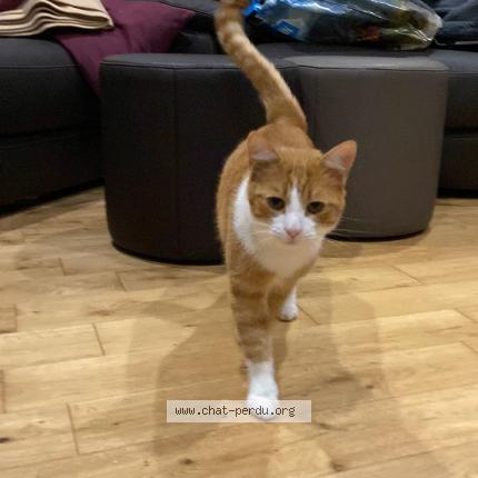 Photo 1/1 Ron Chat lost in Verneuil sur avre