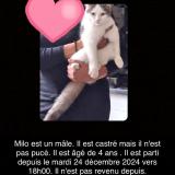 Picture of cat lost at Dammartin En Goele