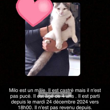 Photo 2/2 Milo Chat lost in Dammartin en goele