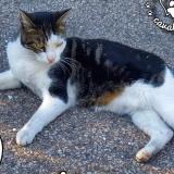 Picture of cat lost at Schiltigheim
