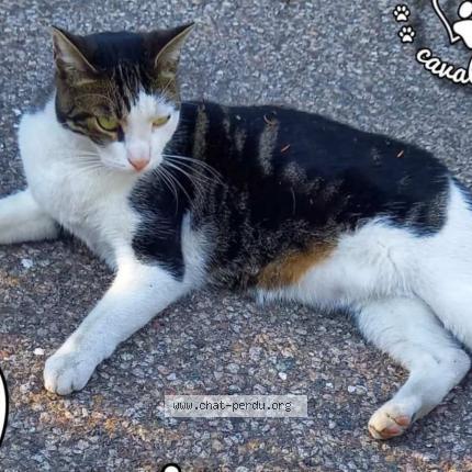 Photo 1/1 Looping Chat lost in Schiltigheim