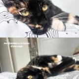 Picture of cat lost at Brest