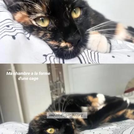 Photo 1/1 Jude Chat lost in Brest