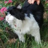 Picture of cat lost at Lille Helemes
