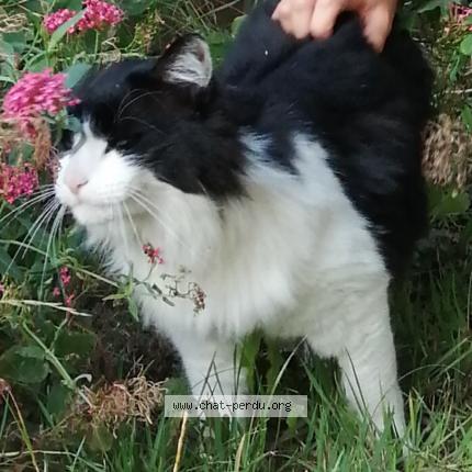 Photo 1/1 Olive Chat lost in Lille helemes