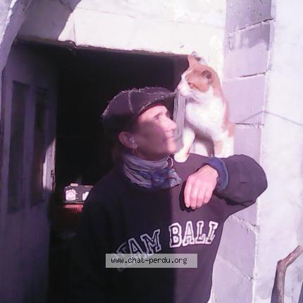 Photo 1/1 Found cat Found in Louerre