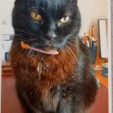Picture of cat lost at Angers
