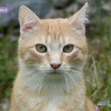 Picture of cat lost at Bagneres De Bigorre