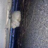 Picture of cat found at Thionville