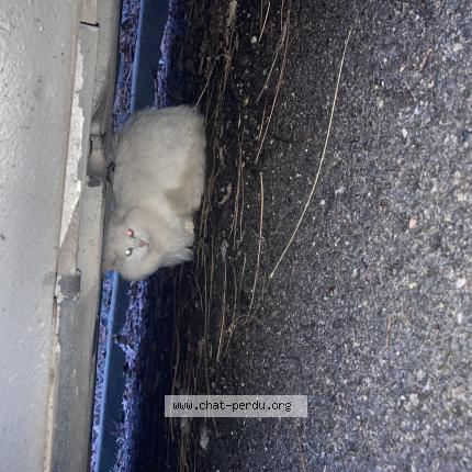 Photo 1/1 Found cat Found in Thionville