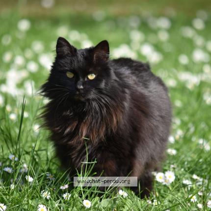 Photo 1/1 Moustique Chat lost in Wepion belgique