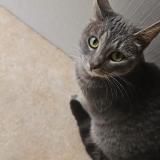 Picture of cat lost at Vernouillet