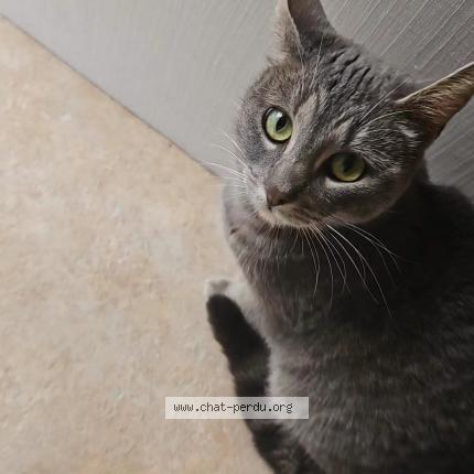 Photo 1/2 Luna Chat lost in Vernouillet