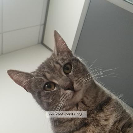 Photo 2/2 Luna Chat lost in Vernouillet