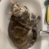 Picture of cat lost at Les Sorinieres