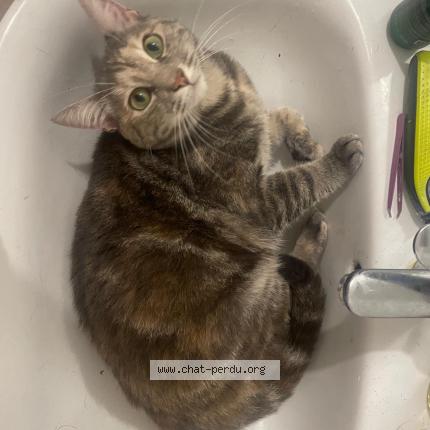 Photo 1/1 Suki Chat lost in Les sorinieres