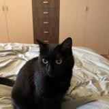 Picture of cat lost at Vincennes