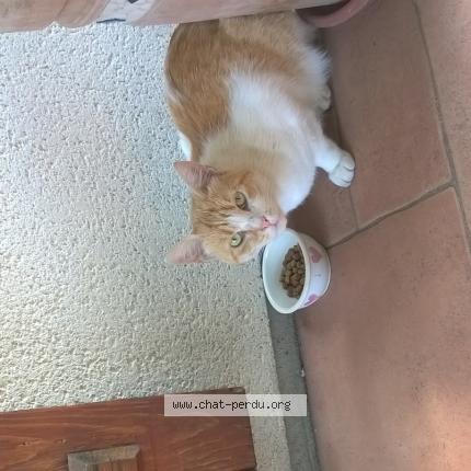 Photo 1/1 Cat reunited Lost in Salbris