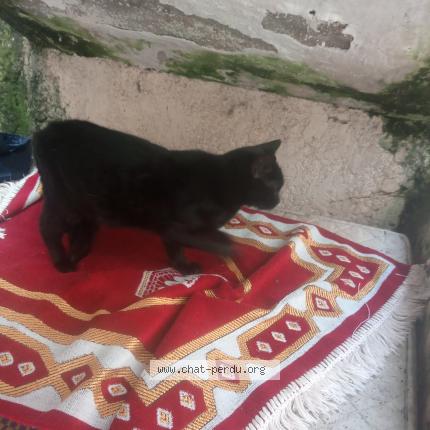 Photo 1/1 Cat reunited Found in Drancy