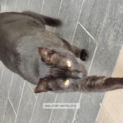 Photo 1/1 Found cat Found in Lagrave