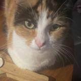 Picture of cat lost at Montpellier