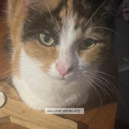 Photo 1/2 Ella Chat lost in Montpellier