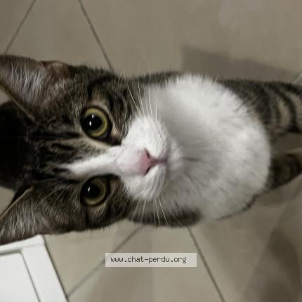 Foto einer verlorenen Katze in La Tour De Peilz