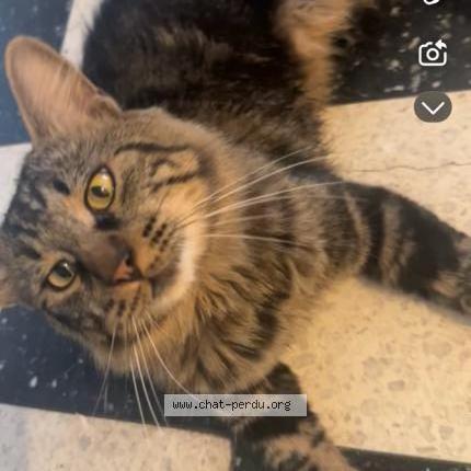 Photo 1/2 Baloo Chat lost in Montauban